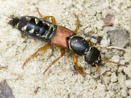 Attēlu rezultāti vaicājumam “Staphylinus erythropterus”