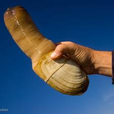 Image result for geoduck
