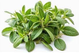 Image result for Oregano