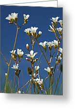 Attēlu rezultāti vaicājumam “Saxifraga granulata flower”