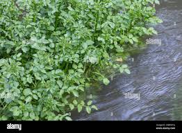 Image result for Brunnenkresse