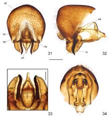 Attēlu rezultāti vaicājumam “Aphodius subterraneus imago”