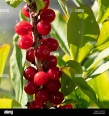 Attēlu rezultāti vaicājumam “Daphne mezereum fruit”