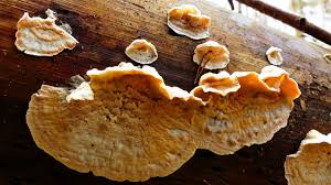 Attēlu rezultāti vaicājumam “Skeletocutis amorpha”