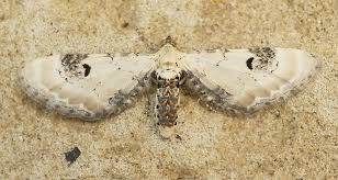 Attēlu rezultāti vaicājumam “Eupithecia centaureata”