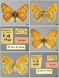 Attēlu rezultāti vaicājumam “Melitaea phoebe underside”