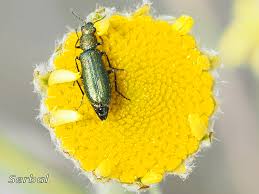 Attēlu rezultāti vaicājumam “Dasytidae”