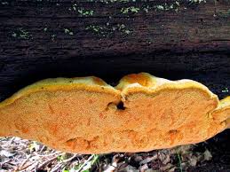 Attēlu rezultāti vaicājumam “Hapalopilus croceus”