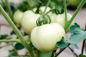 Afbeeldingsresultaat voor hawaiian white cherry tomato