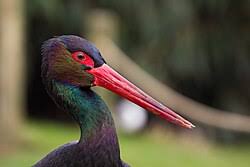 Attēlu rezultāti vaicājumam “Ciconia ciconia adult”