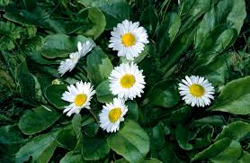 Attēlu rezultāti vaicājumam “Bellis perennis flower”