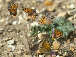 Attēlu rezultāti vaicājumam “Lycaena phlaeas male”