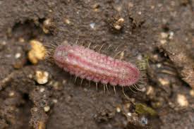 Attēlu rezultāti vaicājumam “Phengaris arion upperside”