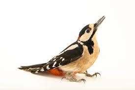 Attēlu rezultāti vaicājumam “Dendrocopos major male”