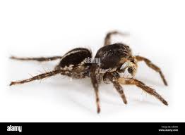 Attēlu rezultāti vaicājumam “Aelurillus v-insignitus”