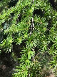 Attēlu rezultāti vaicājumam “Larix kaempferi”