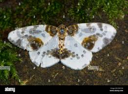 Attēlu rezultāti vaicājumam “Abraxas sylvata larva”