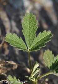 Attēlu rezultāti vaicājumam “Potentilla arenaria leaf”