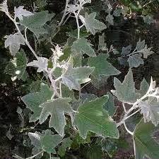 Attēlu rezultāti vaicājumam “Populus x jackii flower”