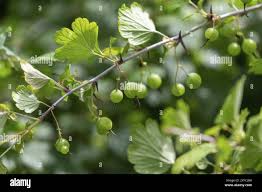 Attēlu rezultāti vaicājumam “Ribes uva-crispa leaf”