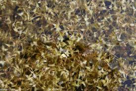 Attēlu rezultāti vaicājumam “Lemna trisulca”