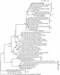 Attēlu rezultāti vaicājumam “Moerckia hibernica”