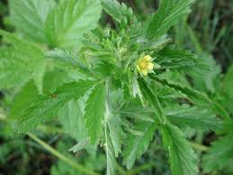 Attēlu rezultāti vaicājumam “Potentilla norvegica flower”