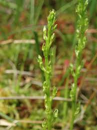 Attēlu rezultāti vaicājumam “Hammarbya paludosa”