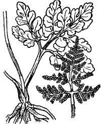 Attēlu rezultāti vaicājumam “Botrychium multifidum”