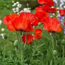 Image result for Mohn