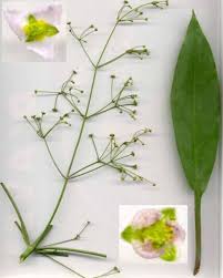 Attēlu rezultāti vaicājumam “Alisma lanceolatum”