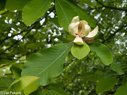 Attēlu rezultāti vaicājumam “Magnolia acuminata flower”