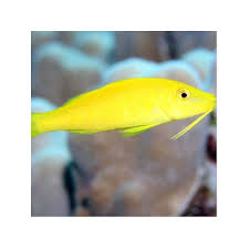 Image result for Parupeneus cyclostomus