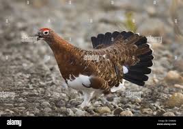 Attēlu rezultāti vaicājumam “Lagopus lagopus male”