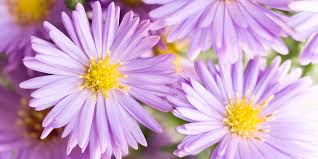 Image result for Aster