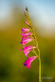 Attēlu rezultāti vaicājumam “Gladiolus imbricatus flower”