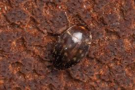 Attēlu rezultāti vaicājumam “Leiodidae”