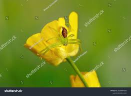 Attēlu rezultāti vaicājumam “Diaea dorsata female”