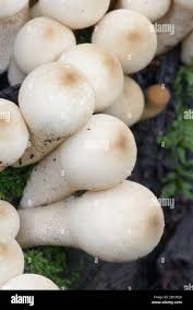 Attēlu rezultāti vaicājumam “Lycoperdon pyriforme young”