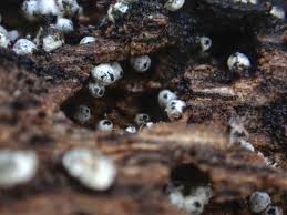 Attēlu rezultāti vaicājumam “Lasiosphaeria ovina”