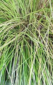 Attēlu rezultāti vaicājumam “Deschampsia flexuosa”