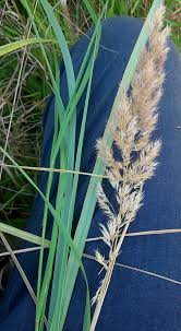 Attēlu rezultāti vaicājumam “Calamagrostis canescens leaf”