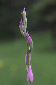 Attēlu rezultāti vaicājumam “Cephalanthera rubra bud”