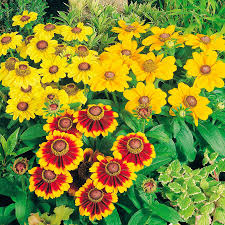 Image result for Rudbeckia