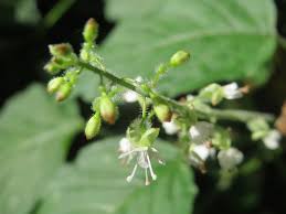 Attēlu rezultāti vaicājumam “Circaea lutetiana bud”