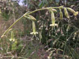 Attēlu rezultāti vaicājumam “Silene nutans flower”