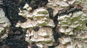 Attēlu rezultāti vaicājumam “Antrodia xantha”