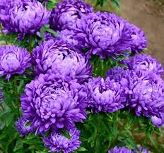 Image result for Chrysanthemum spectabile