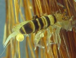 Attēlu rezultāti vaicājumam “Orchesella sp.”