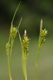 Attēlu rezultāti vaicājumam “Carex pallescens”